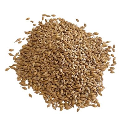 Whole Grain Barley for Cooking & Milling UK Regeneratively Grown | Nutritious Whole Barley for Flour, Baking & Soups | From Brow Farm, Lancashire (5kg in Food Safe Bucket with Lid)