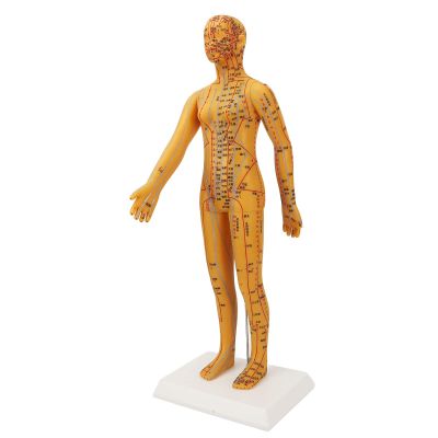 Fauitay 20.9in Acupuncture Model Female Human Body Acupuncture Model Chinese Acupuncture Model with High Definition Engraved Acupoints for Teaching Training Practice