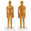 Fauitay 20.9in Acupuncture Model Female Human Body Acupuncture Model Chinese Acupuncture Model with High Definition Engraved Acupoints for Teaching Training Practice view 3