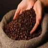 Brazilian Santos Coffee Beans 500g | Premium Arabica | Smooth, Fruity | Rich Flavour & Aromatic Finish view 4