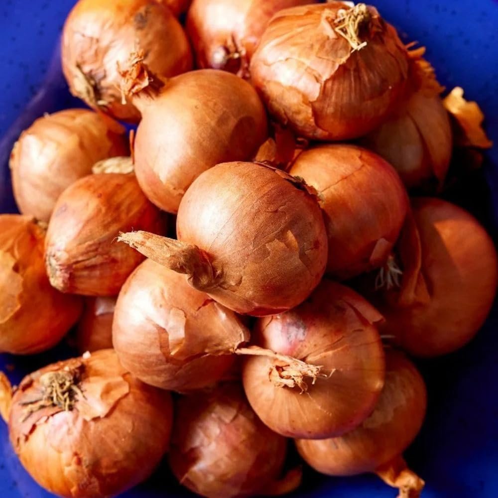 Baby Round Pickling Shallots 16kg (20-30mm) - Parrish Farms