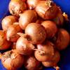 Baby Round Pickling Shallots 16kg (20-30mm) - Parrish Farms view 1