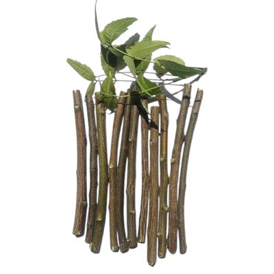 12 Pcs Natural Organic Neem Datun Stick for Teeth | Manual Toothbrush Nim Tree Twigs Chew Sticks for Brushing Teeth Removes Bad Breath - for Adults Kid Men Women All