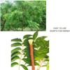 12 Pcs Natural Organic Neem Datun Stick for Teeth | Manual Toothbrush Nim Tree Twigs Chew Sticks for Brushing Teeth Removes Bad Breath - for Adults Kid Men Women All view 4