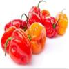 Veena's Fresh Hot Red Pepper 500G 100% Fresh Vegetable Indian Origin view 1