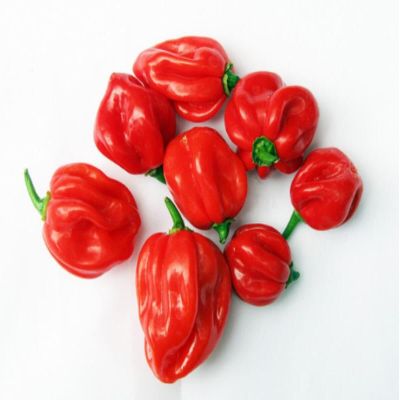 Fresh Red Hot Pepper (Scotch Bonnet) Very Hot & Spicy 1kg