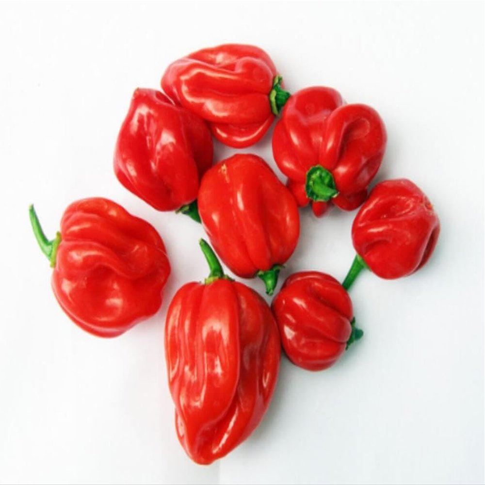 Fresh Red Hot Pepper (Scotch Bonnet) Very Hot & Spicy 1kg