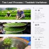 Dragonwell Longjing Tea(Ming Qian) Fresh Dragon Well Green Tea Leaf Picked Before Qingming125g/4.4oz view 3
