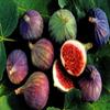 Curtis Whole Dried Figs 6 x 1kg Wholesale Bulk Turkish Dried Figs 100% Natural, Vegan, No Added Sugar view 4