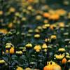 Chrysanthemum Tea Flowers Loose Leaf Whole Dried Chrysanthemum Flower Buds, Chinese Herbal Tea-40g/1.41oz view 4