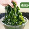 DAMAICHUHAI Wakame Seaweed, Algae, Nori Leaves, Kelp Snack, Suitable for Salads, Soups, and Asian Dishes, 80g/2.8oz. view 4