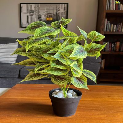 Dragon Heart Coleus 48.3 cm Short Plant for Interior Decor/Home Decor/Office Decor/Gifting | with Basic Black Pot | Ornamental Plant | Natural Looking | Durable