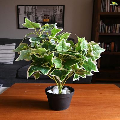 Ivy 48.3 cm Short Plant for InteriorDecor Home DecorOffice DecorGifting with Basic Black Pot Ornamental Plant Natural Looking Durable