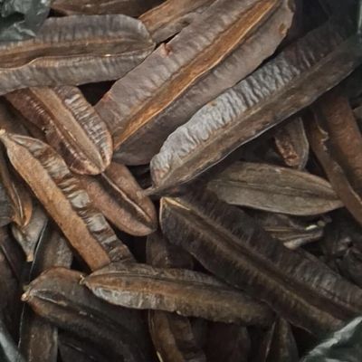 Prekese Fruits, Authentic African Spice Pods, 10 Pods