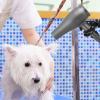 BAZEITFLOW Adjustable Pet Hair Dryer Stand Holder Supports Weight of Dryer with 360 Degree Rotation, Sturdy Abs and Aluminium Construction for Home and Salon Use view 4