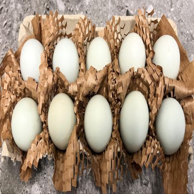 Free Range Duck Eggs (15)
