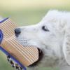 AMONIDA Dog Bite Training Set, Professional Dog Bite Sleeve Adjustable Arm Protection Biting Tugging Toy, Training Equipment for German Shepherd view 4