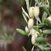 Biancolilla The Beautiful' Italian Extra Virgin Olive Oil. Cold Extracted. Hand-harvested in Pantelleria (100 ml) view 4