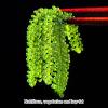 Crispy and tender seaweed snack, 100g/pack, nutritious sea grapes, a light and delicious snack. (10bags) view 4