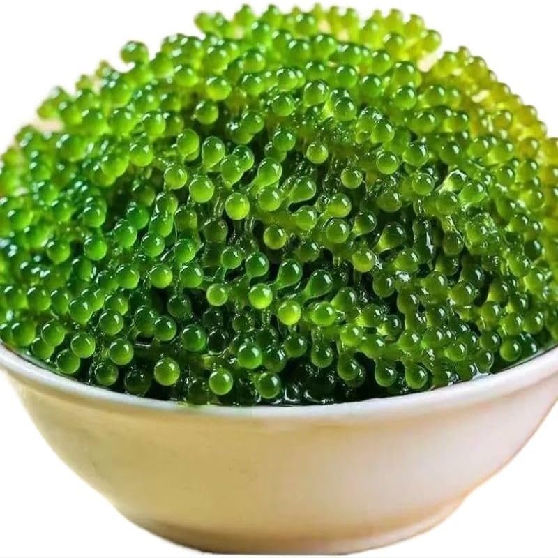 Fresh and Crisp sea Grapes, Nutritious sea Vegetables, Instant Seaweed Salad 100g/bag, Kelp, Seaweed Vegetables, Sushi Cold Dishes, Delicious Pickles, Side Dishes, Vegetarian, Green Fruits (5 Bags)