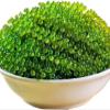Fresh and Crisp sea Grapes, Nutritious sea Vegetables, Instant Seaweed Salad 100g/bag, Kelp, Seaweed Vegetables, Sushi Cold Dishes, Delicious Pickles, Side Dishes, Vegetarian, Green Fruits (5 Bags)