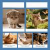 Pawvita Taurine Powder for Cats, 99.9% Pure, Easy to Mix in Food, With Dosing Spoon,2pcs view 2