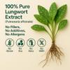 Lungwort Extract Capsules 5500mg (10:1) 20% Mucilage & 1% Saponins Herbal Lung & Respiratory Support Supplement Vegan, Non-GMO, No Fillers Made in UK NutraCore (90 Caps) view 2