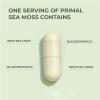 Organic Irish Sea Moss, Raw Wildcrafted Sea moss, Non-GMO, Gluten-Free, Vegan, for Overall Health & Daily Support view 3
