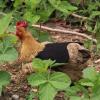 Chicken Apron Saddles - Hen Protective Covers, Poultry featherr shieldd view 3