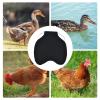 Chicken Apron Saddles - Hen Protective Covers, Poultry featherr shieldd view 4