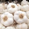 Fresh White Garlic Large Bulb, 1 kg, Natural Spice for Cooking, Planting, and Growing, Vegan and Vegetarian Suitable view 2