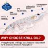 Antarctic Krill Oil, 240 Softgels | Premium Omega-3 Marine Supplement Rich in Phospholipids, EPA, DHA & Natural Astaxanthin | Non-GMO & Gluten-Free Formula for Heart, Joint and Brain Support view 2