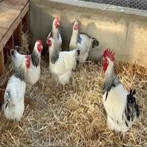 12 Light Sussex Fertile Chicken Hatching Eggs