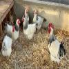 12 Light Sussex Fertile Chicken Hatching Eggs view 1