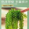 Instant Sea Grapes, Delicious Seaweed Snacks (100g/bag), Seaweed Salad, Healthy Cold Dishes, Kimchi, Casual Snacks, Nutritious Sea Grapes (2 Bags) view 3