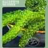 Instant Sea Grapes, Delicious Seaweed Snacks (100g/bag), Seaweed Salad, Healthy Cold Dishes, Kimchi, Casual Snacks, Nutritious Sea Grapes (2 Bags) view 4