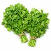 Fresh Coriander Leaves Pack of 2 Fresh Green Coriander Bunches for Chutneys, Curries, Salads, Garnishing and Everyday Cooking view 1