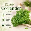 Fresh Coriander Leaves Pack of 2 Fresh Green Coriander Bunches for Chutneys, Curries, Salads, Garnishing and Everyday Cooking view 2