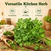 Fresh Coriander Leaves Pack of 2 Fresh Green Coriander Bunches for Chutneys, Curries, Salads, Garnishing and Everyday Cooking view 3