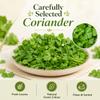 Fresh Coriander Leaves Pack of 2 Fresh Green Coriander Bunches for Chutneys, Curries, Salads, Garnishing and Everyday Cooking view 4