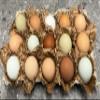 Fertile Chicken Hatching Eggs (15) view 1