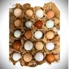 Fertile Chicken Hatching Eggs (20) view 1