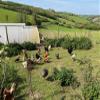 Fertile Chicken Hatching Eggs (20) view 3