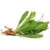 Pakchee Farang | Parsley Sawtooth 1 kg -/+10% | Fresh Mint Included view 2